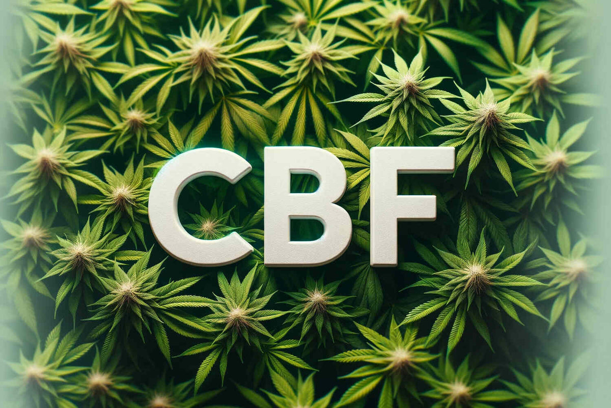 Découvrez le CBF
