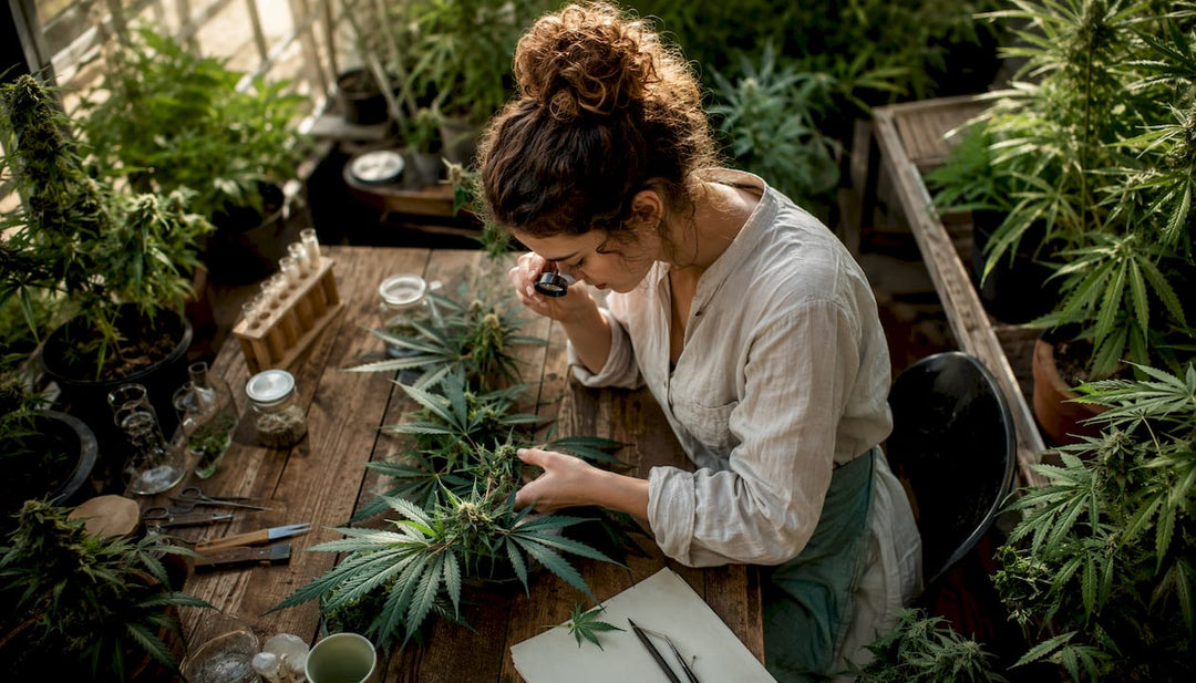Un botaniste observe attentivement des plants de cannabis dans une serre, étudiant leur développement et leur état de santé.