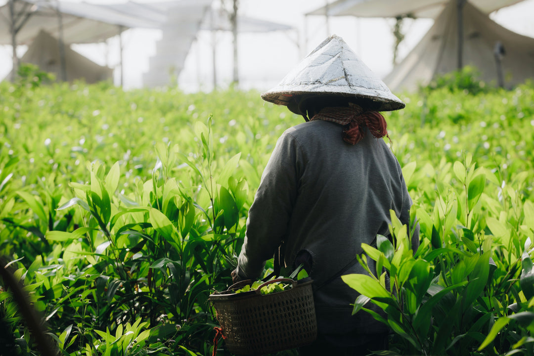 Sensibilisation croissante : comment la culture relie les consommateurs à la qualité du CBD