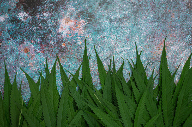 CBD et art : collaborations avec artistes pour créer des éditions limitées inspirées du bien-être.
