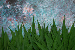 CBD et art : collaborations avec artistes pour créer des éditions limitées inspirées du bien-être.