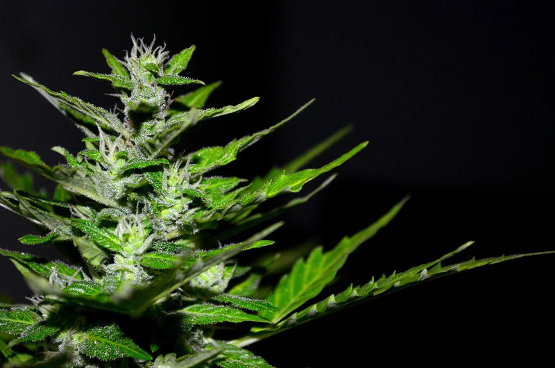 Histoire du cannabis 