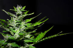 Histoire du cannabis 