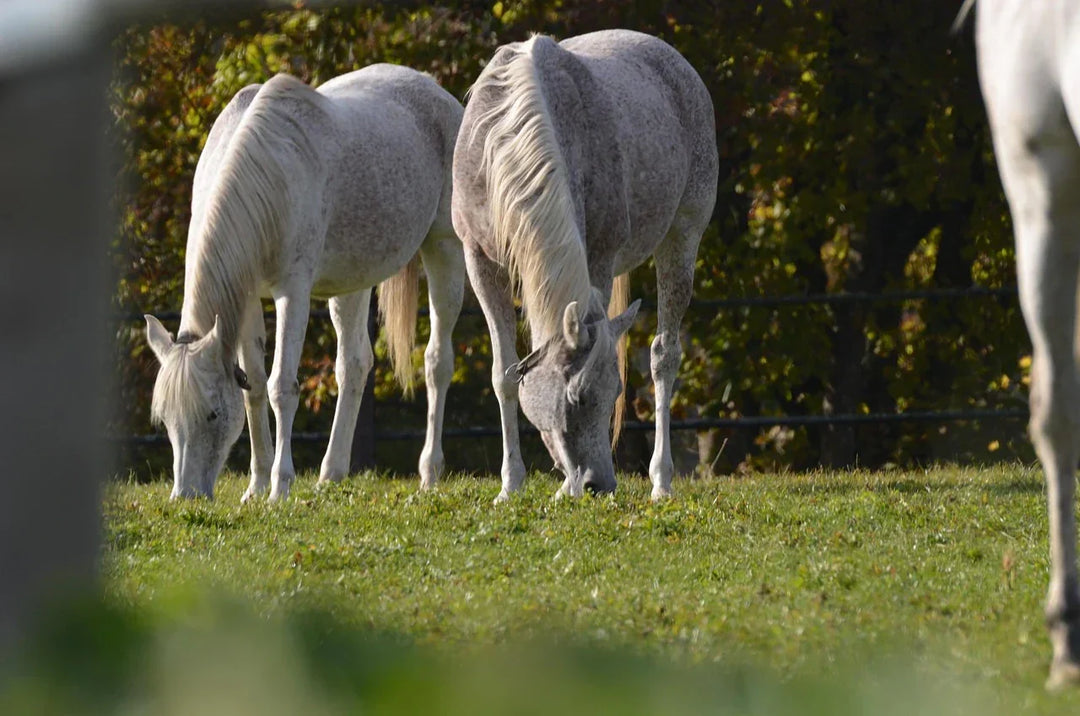 Huile de cbd pour chevaux 