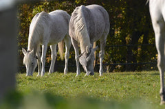Huile de cbd pour chevaux 