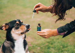 CBD pour les animaux