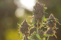 CBD et productivité